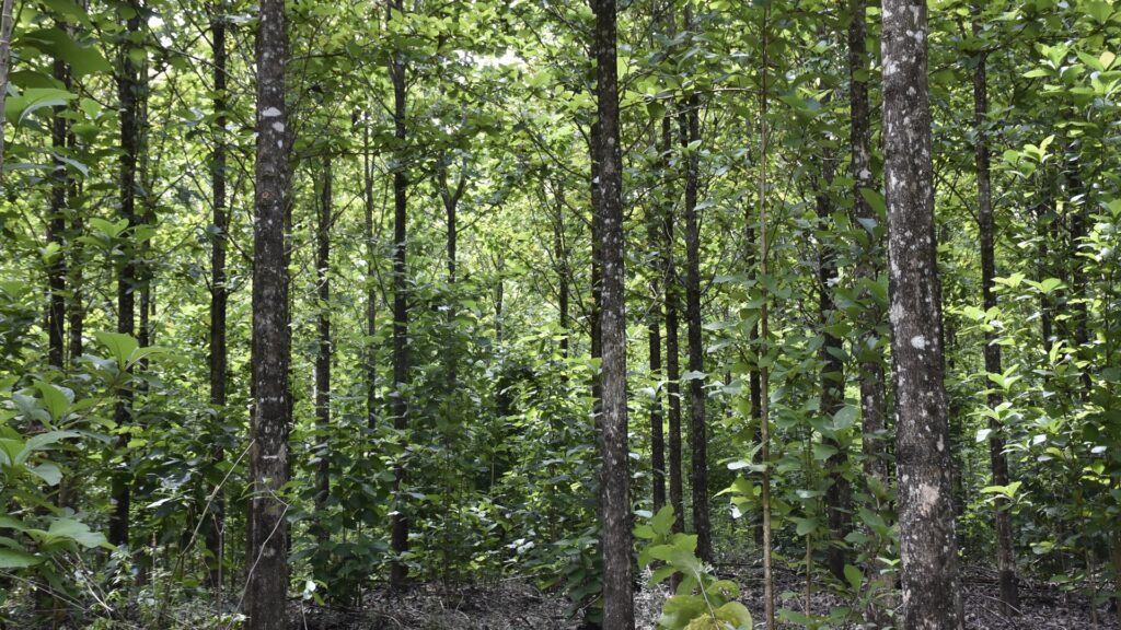 Incentivos forestales promueve la recuperación y manejo sostenible en hectáres de bosque